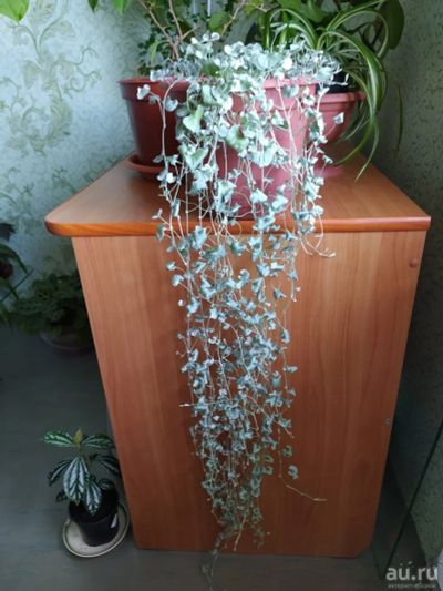 Лот: 18016173. Фото: 1. Дихондра Серебряные нити. Горшечные растения и комнатные цветы