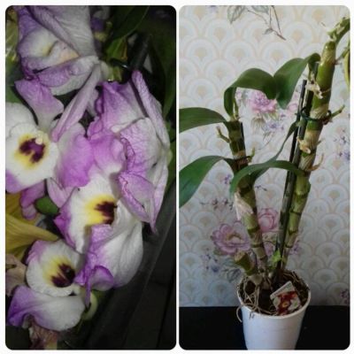Лот: 6377774. Фото: 1. Орхидея дендробиум .. Горшечные растения и комнатные цветы