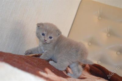 Лот: 2580112. Фото: 1. Шотландская вислоушка! Лучший... Кошки, котята
