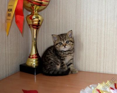 Лот: 5722003. Фото: 1. полосатая красотка. Кошки, котята