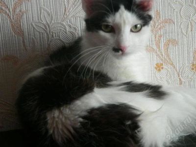 Лот: 2694808. Фото: 1. отдам в добрые руки василия васильевича... Кошки, котята