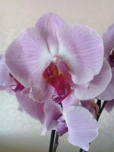 Лот: 9407322. Фото: 1. орхидея фаленопсис. Горшечные растения и комнатные цветы