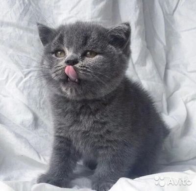 Лот: 7846344. Фото: 1. Продам котят британцев. Кошки, котята