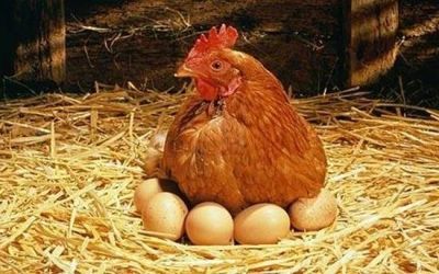 Лот: 8498184. Фото: 1. Полнорационный комбикорм для кур-несушек... Корма