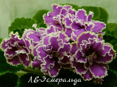 Лот: 5207908. Фото: 1. Фиалка сортовая ЛЕ-Эсмеральда... Горшечные растения и комнатные цветы