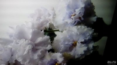 Лот: 9098489. Фото: 1. Фиалка сортовая Снежное Кружево... Горшечные растения и комнатные цветы