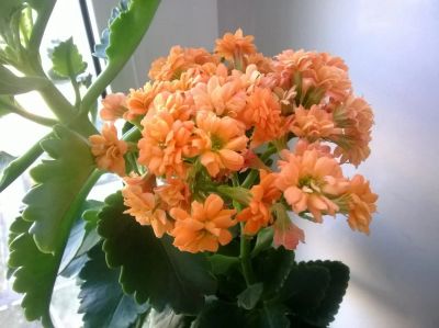 Лот: 9147957. Фото: 1. Каланхоэ оранжевый (черенок 10см... Горшечные растения и комнатные цветы