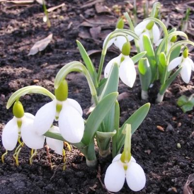 Лот: 7975681. Фото: 1. продам луковицы подснежника Galanthus... Горшечные растения и комнатные цветы