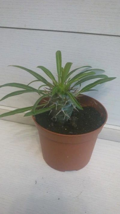 Лот: 10035268. Фото: 1. Пахиподиум молодое растение. Горшечные растения и комнатные цветы
