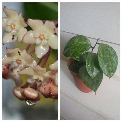 Лот: 8234262. Фото: 1. Hoya Macrophylla splash - хойя... Горшечные растения и комнатные цветы