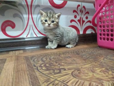 Лот: 11155520. Фото: 1. Продам котят шотландской вислоухой. Кошки, котята