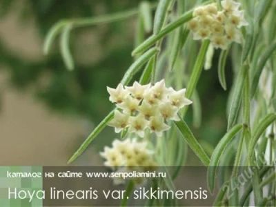 Лот: 2778412. Фото: 1. Хойя Линеарис(Hoya linearis). Горшечные растения и комнатные цветы