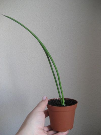 Лот: 7038901. Фото: 1. Сансевиерия (Sansevieria sulcata... Горшечные растения и комнатные цветы