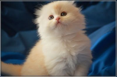 Лот: 5693785. Фото: 1. Клубный хайленд фолд, страйт. Кошки, котята