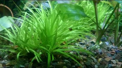 Лот: 8448803. Фото: 1. Бликса японская, пара разветвленных... Водные растения