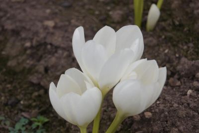 Лот: 10108722. Фото: 1. Безвременник "Colchicum" (Белый... Садовые цветы