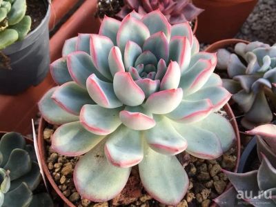 Лот: 16236277. Фото: 1. Echeveria Apus Cristata - Эхеверия... Горшечные растения и комнатные цветы