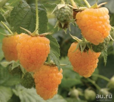 Лот: 13413538. Фото: 1. Малина Желтый гигант, аклиматизированный... Ягоды
