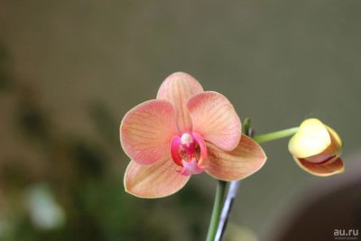 Лот: 8257079. Фото: 1. Орхидея фаленопсис. Горшечные растения и комнатные цветы