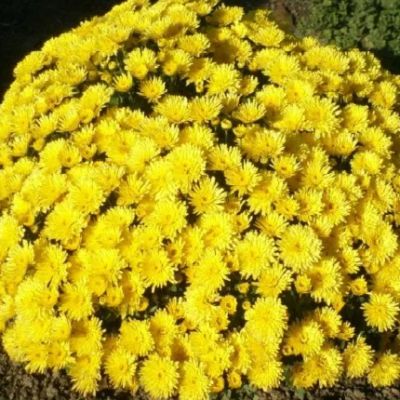Лот: 7083553. Фото: 1. хризантема мультифлора Branbeach... Садовые цветы