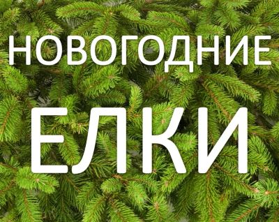 Лот: 4900466. Фото: 1. Елки (пихты) живые, Новогодние... Ёлки новогодние