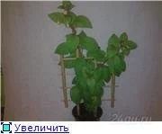 Лот: 103295. Фото: 1. Фуксия. Горшечные растения и комнатные цветы
