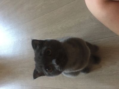 Лот: 12094750. Фото: 1. Котенок. Кошки, котята