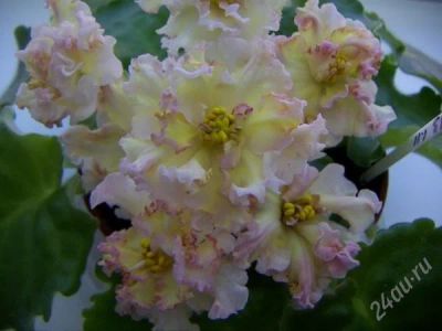 Лот: 1525601. Фото: 1. детка фиалки Sunkissed Rose. Горшечные растения и комнатные цветы