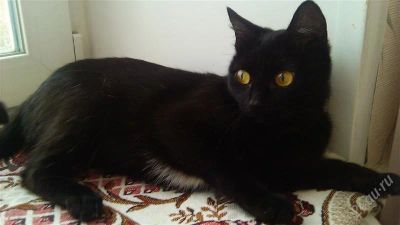 Лот: 2174483. Фото: 1. Кошечка. Кошки, котята
