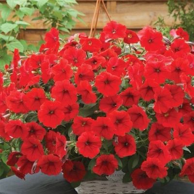 Лот: 11586054. Фото: 1. Рассада петунии Ramblin Red. Садовые цветы
