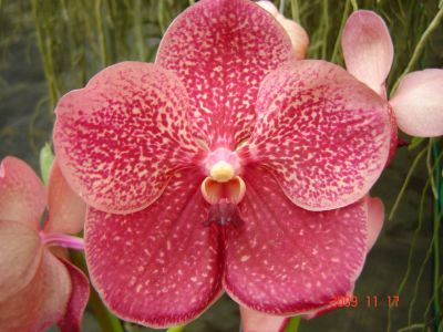 Лот: 2762971. Фото: 1. орхидея ванда V. Oriental Carmine. Горшечные растения и комнатные цветы