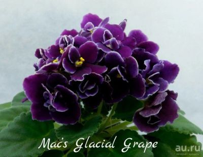 Лот: 8500723. Фото: 1. Минифиалка сортовая Mac’s Glacial... Горшечные растения и комнатные цветы