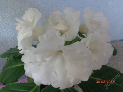 Лот: 8416148. Фото: 1. Глоксиния тидея махровая белая... Горшечные растения и комнатные цветы