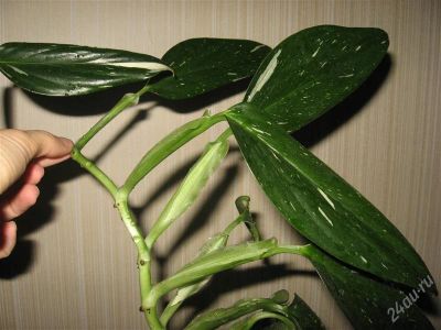 Лот: 1274083. Фото: 1. Филодендрон "Кобра" (Philodendron... Горшечные растения и комнатные цветы