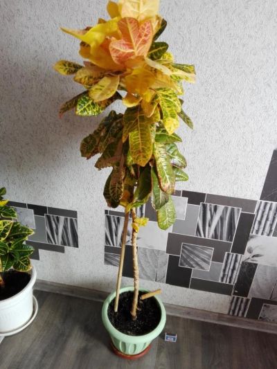 Лот: 9984189. Фото: 1. Кротон 3. Горшечные растения и комнатные цветы