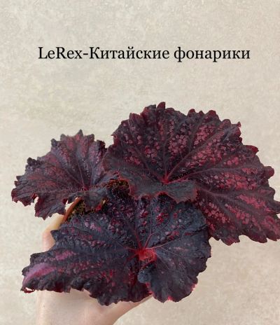 Лот: 24985540. Фото: 1. Бегония LeRex-Китайские фонарики... Горшечные растения и комнатные цветы