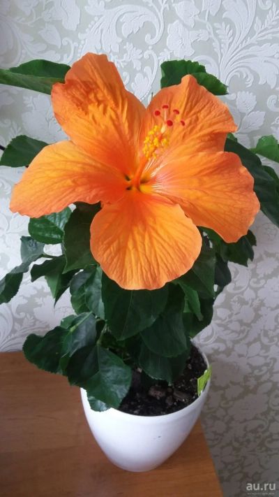 Лот: 13503508. Фото: 1. Гибискус Оранжевый Torino. Горшечные растения и комнатные цветы