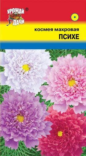 Лот: 12883705. Фото: 1. Семена космеи махровой "Психея... Садовые цветы