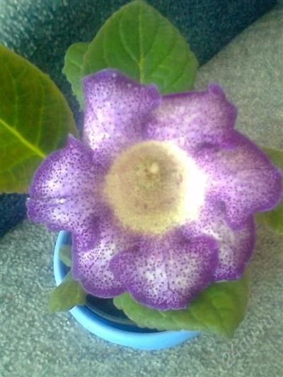 Лот: 1851865. Фото: 1. Глоксиния Тигрина Блу - лист с... Горшечные растения и комнатные цветы