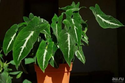 Лот: 16476068. Фото: 1. Сингониум "Вендлэнда" (Syngonium... Горшечные растения и комнатные цветы