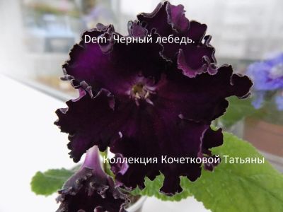 Лот: 11798597. Фото: 1. Стрептокарпус ДЕМ-Черный лебедь... Горшечные растения и комнатные цветы
