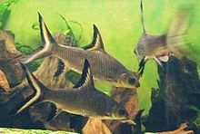 Лот: 6301028. Фото: 1. Акулий балу (Balantiocheilus melanopterus... Рыбки