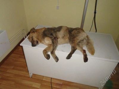 Лот: 2400256. Фото: 1. Бету нужны хозяева,СРЧН. смот... Собаки, щенки