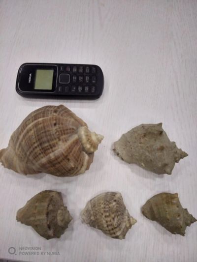 Лот: 16169952. Фото: 1. Ракушки(рапаны) натуральные (5... Грунты, украшения, наполнения