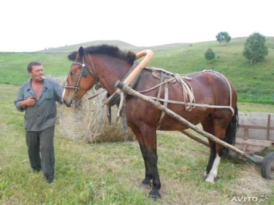 Лот: 4265198. Фото: 1. Продам рабочую лошадь. Остальные животные