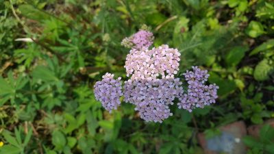 Лот: 11841172. Фото: 1. Тысячелистник розовый многолетник. Садовые цветы