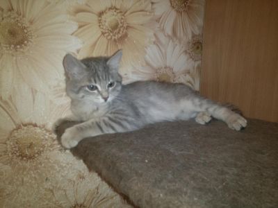 Лот: 6396371. Фото: 1. котенок Софа, 2 месяца!. Кошки, котята