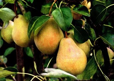 Лот: 5483151. Фото: 1. Груша Купава (саженец). Другое (семена, рассада, садовые растения)