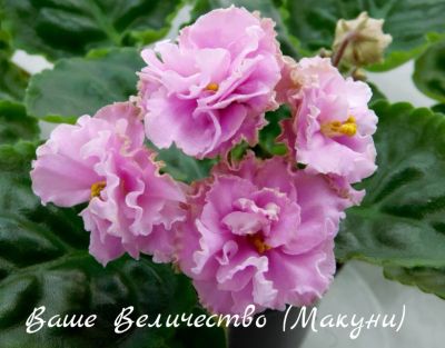Лот: 6046719. Фото: 1. Продам детку сортовой фиалки Ваше... Горшечные растения и комнатные цветы