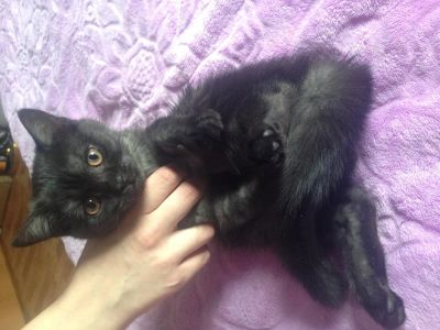 Лот: 5451023. Фото: 1. Британские котята. Кошки, котята